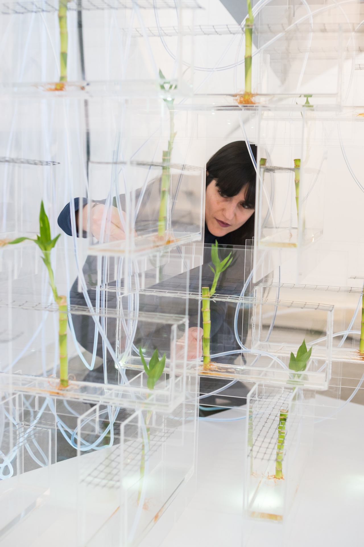 Photodotes IV: Living Wall installation view